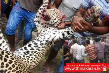 சிறுத்தையை கொன்றவர்களை கைது செய்ய உத்தரவு-Court Oredered to Arrest Killer of Cheetah