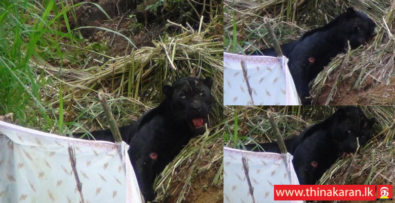 நல்லதண்ணி, லக்‌ஷபானவில் அரிய வகை கரும்புலி-A Rare Black Panther Spotted in An Estate in Nallathanniya-Laxapana