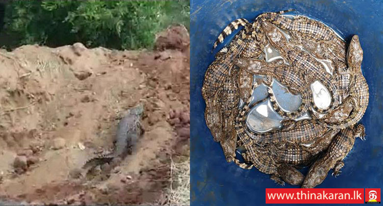 நீர் தேடியலைந்து கிணற்றுக்குள் வீழ்ந்த முதலையும் 12 குட்டிகளும் மீட்பு-Crocodile And 12 Hatching Rescued in Well-Vavuniya