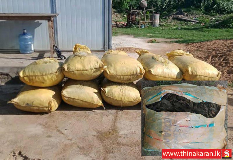 மன்னார், எருக்கலம்பிட்டியில் 710 கி.கி. மஞ்சள்; 3 கி.கி. கஞ்சா மீட்பு-Navy seizes 710kg of Smuggled Dried Turmeric and Over 3kg of Kerala Cannabis at Erukkalampiddy